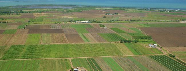impozit-agricultura-650x250